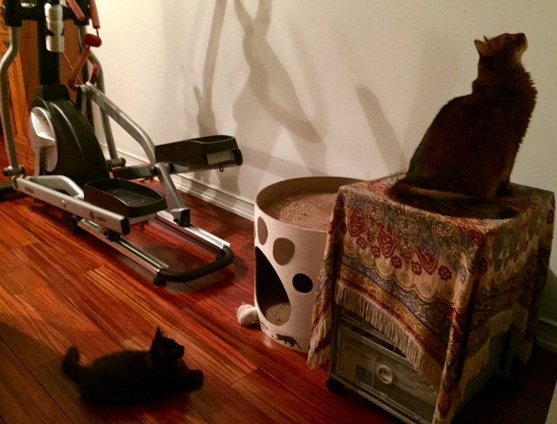 Кошки в нашей жизни. Кошки и все, что с ними связано.