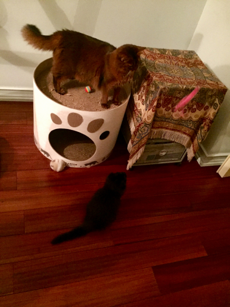 Кошки в нашей жизни. Кошки и все, что с ними связано.