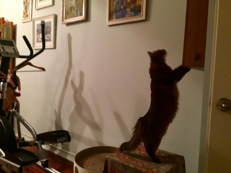 Кошки в нашей жизни. Кошки и все, что с ними связано.