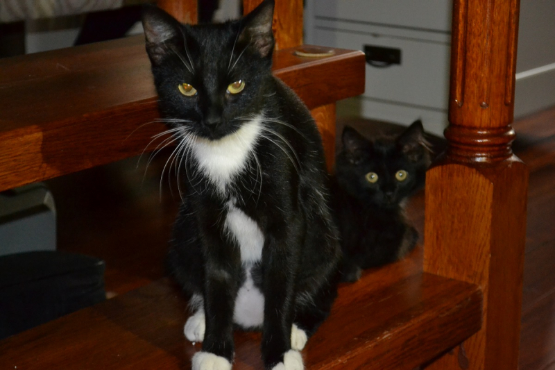 Кошки в нашей жизни. Кошки и все, что с ними связано.