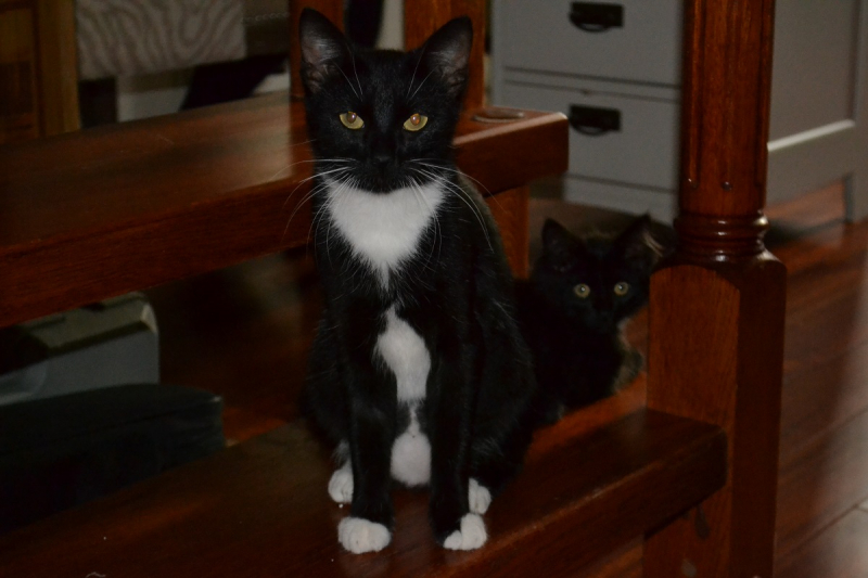 Кошки в нашей жизни. Кошки и все, что с ними связано.