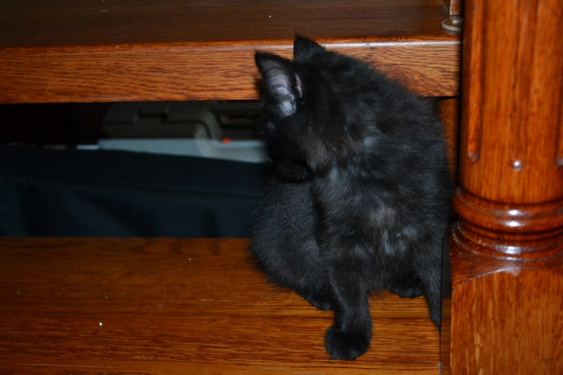 Кошки в нашей жизни. Кошки и все, что с ними связано.