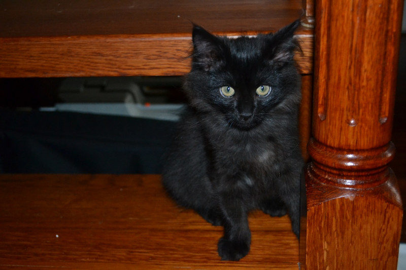 Кошки в нашей жизни. Кошки и все, что с ними связано.