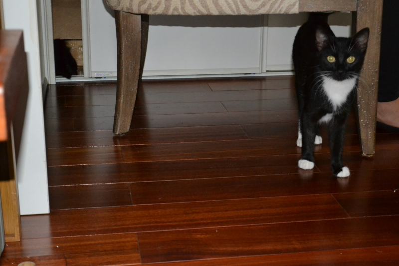 Кошки в нашей жизни. Кошки и все, что с ними связано.