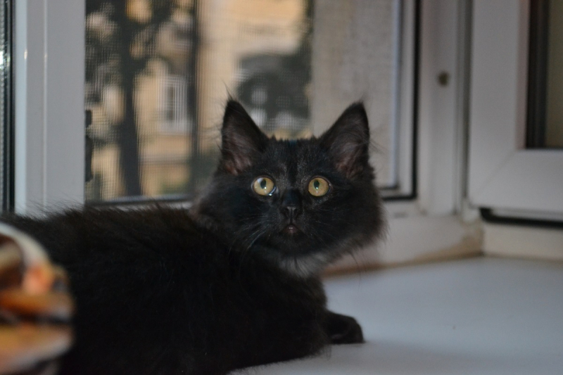 Кошки в нашей жизни. Кошки и все, что с ними связано.