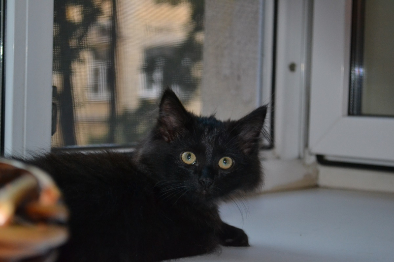 Кошки в нашей жизни. Кошки и все, что с ними связано.