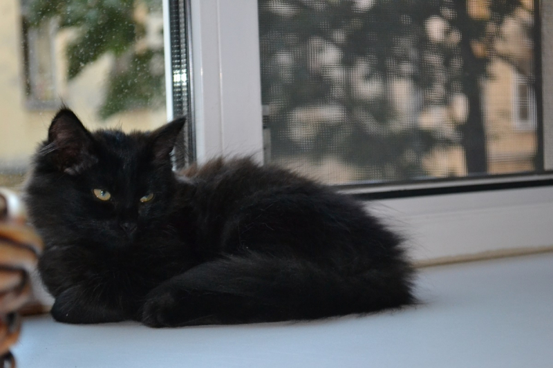 Кошки в нашей жизни. Кошки и все, что с ними связано.