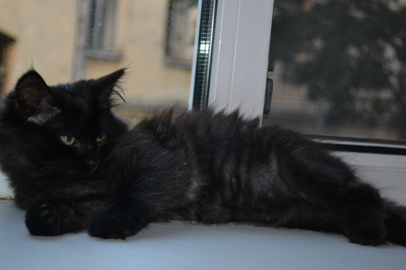 Кошки в нашей жизни. Кошки и все, что с ними связано.