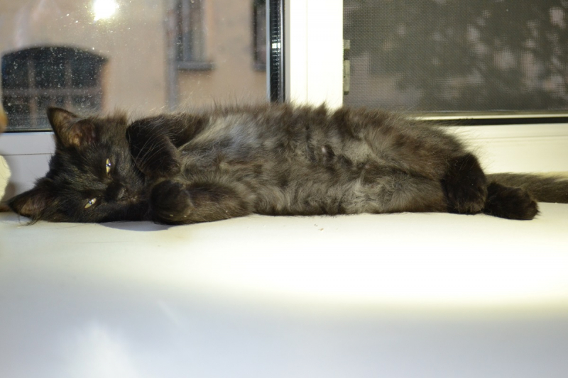 Кошки в нашей жизни. Кошки и все, что с ними связано.