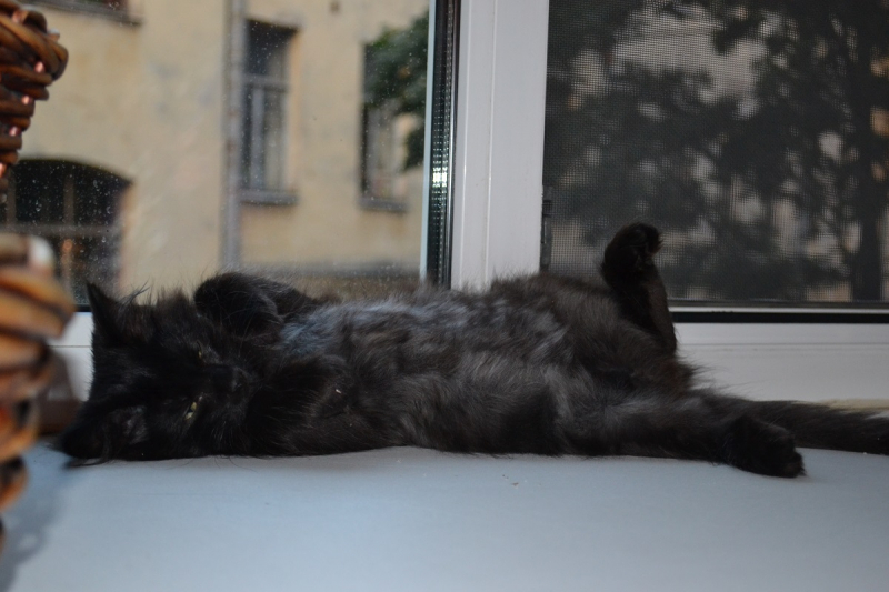 Кошки в нашей жизни. Кошки и все, что с ними связано.