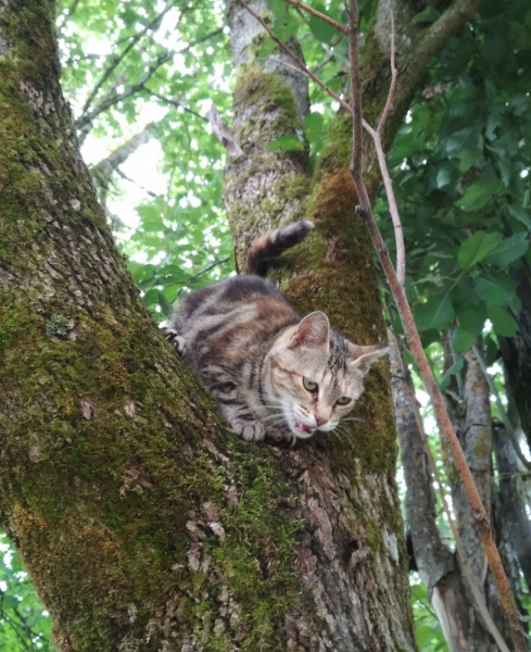 Кошки в нашей жизни. Кошки и все, что с ними связано.