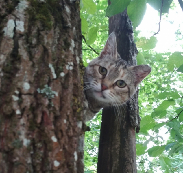 Кошки в нашей жизни. Кошки и все, что с ними связано.