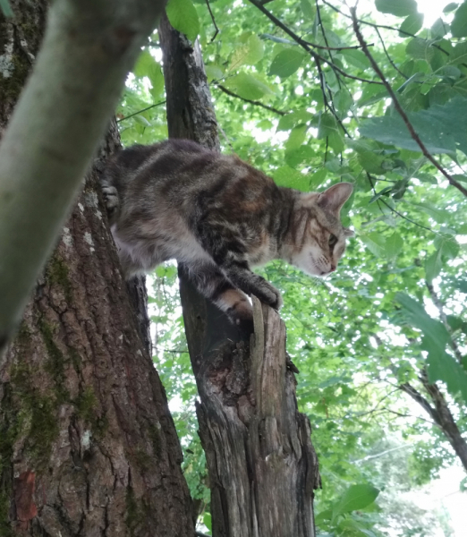 Кошки в нашей жизни. Кошки и все, что с ними связано.