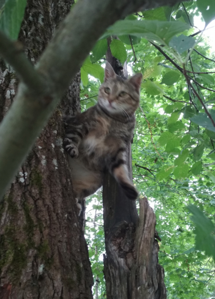 Кошки в нашей жизни. Кошки и все, что с ними связано.