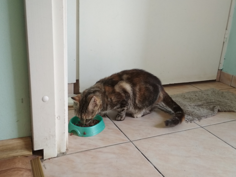 Кошки в нашей жизни. Кошки и все, что с ними связано.