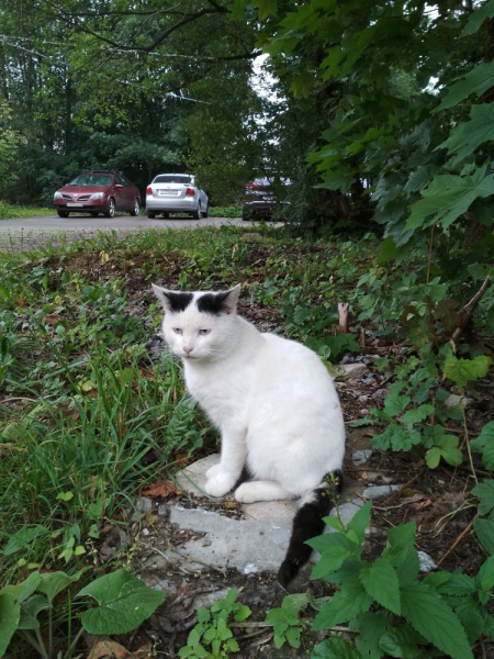 Кошки в нашей жизни. Кошки и все, что с ними связано.