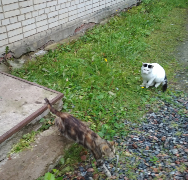 Кошки в нашей жизни. Кошки и все, что с ними связано.