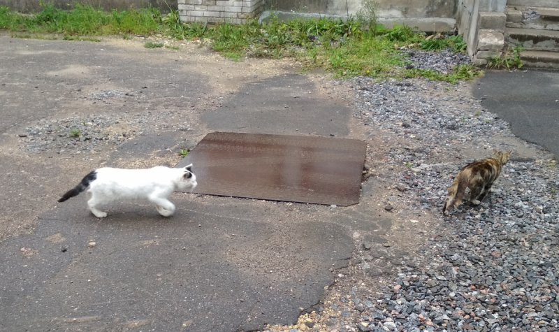 Кошки в нашей жизни. Кошки и все, что с ними связано.