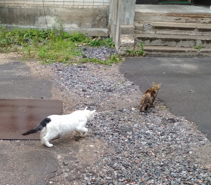 Кошки в нашей жизни. Кошки и все, что с ними связано.