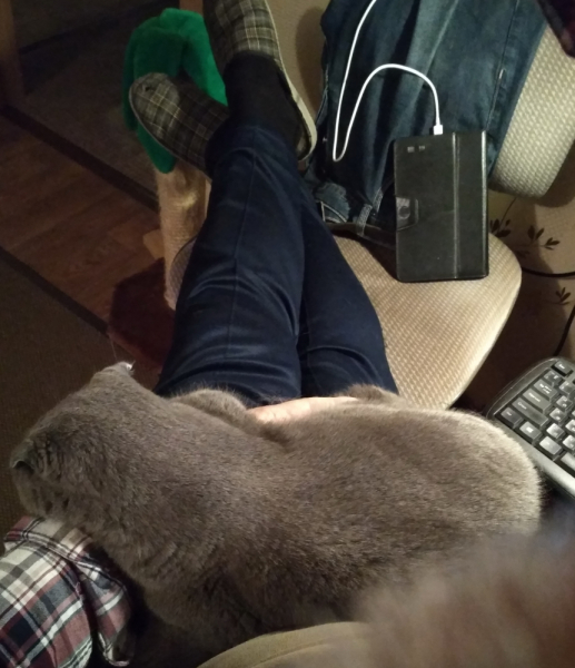 Кошки в нашей жизни. Кошки и все, что с ними связано.