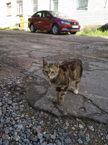 Кошки в нашей жизни. Кошки и все, что с ними связано.