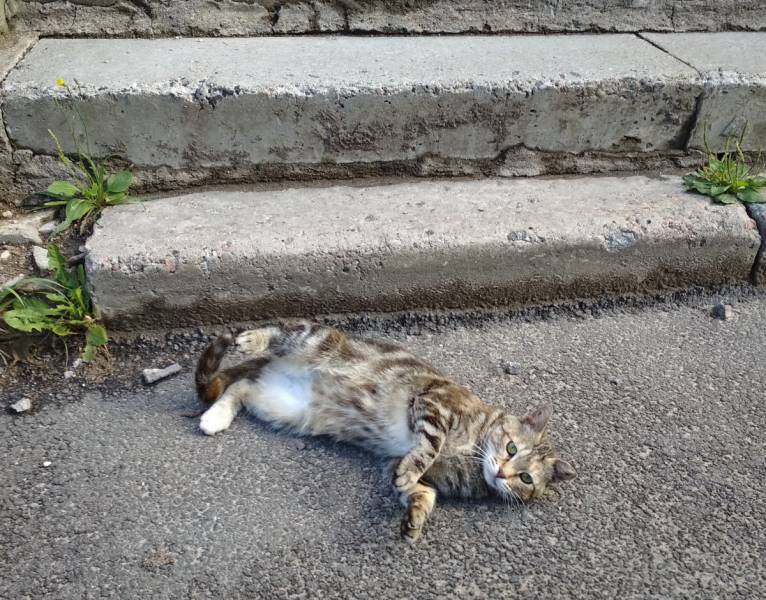 Кошки в нашей жизни. Кошки и все, что с ними связано.
