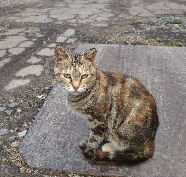 Кошки в нашей жизни. Кошки и все, что с ними связано.