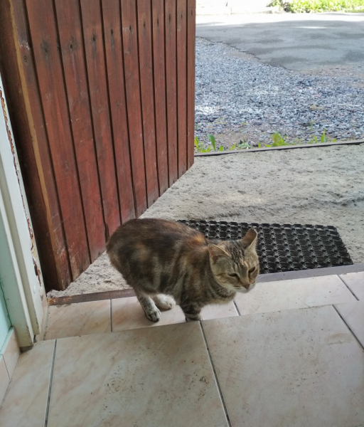 Кошки в нашей жизни. Кошки и все, что с ними связано.