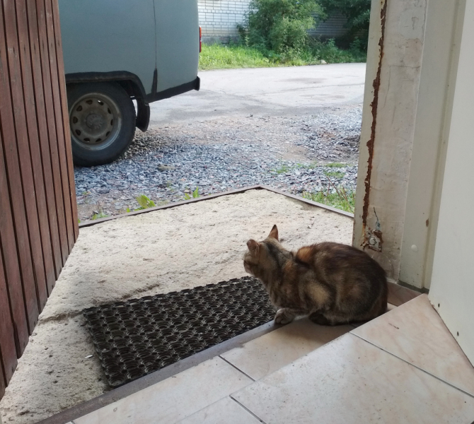 Кошки в нашей жизни. Кошки и все, что с ними связано.