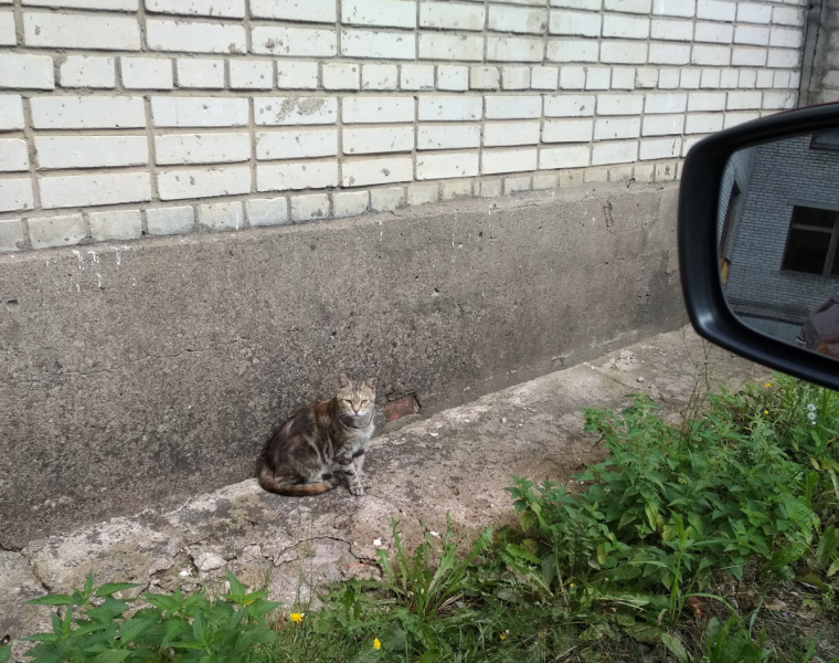 Кошки в нашей жизни. Кошки и все, что с ними связано.