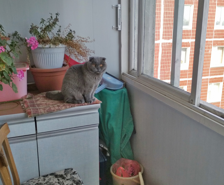 Кошки в нашей жизни. Кошки и все, что с ними связано.