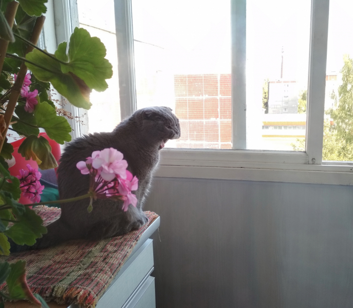 Кошки в нашей жизни. Кошки и все, что с ними связано.