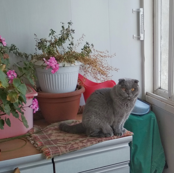 Кошки в нашей жизни. Кошки и все, что с ними связано.