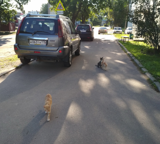 Кошки в нашей жизни. Кошки и все, что с ними связано.