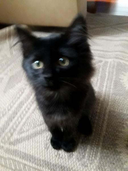 Кошки в нашей жизни. Кошки и все, что с ними связано.