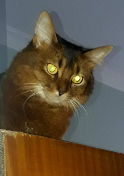 Кошки в нашей жизни. Кошки и все, что с ними связано.