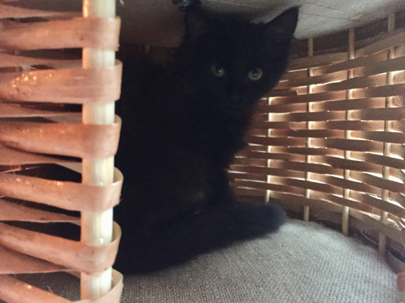 Кошки в нашей жизни. Кошки и все, что с ними связано.