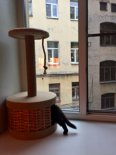 Кошки в нашей жизни. Кошки и все, что с ними связано.