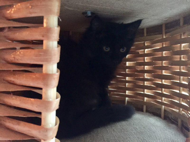 Кошки в нашей жизни. Кошки и все, что с ними связано.