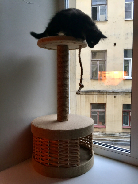 Кошки в нашей жизни. Кошки и все, что с ними связано.