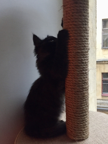 Кошки в нашей жизни. Кошки и все, что с ними связано.