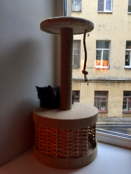 Кошки в нашей жизни. Кошки и все, что с ними связано.