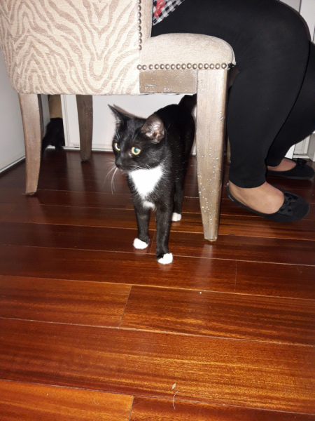 Кошки в нашей жизни. Кошки и все, что с ними связано.