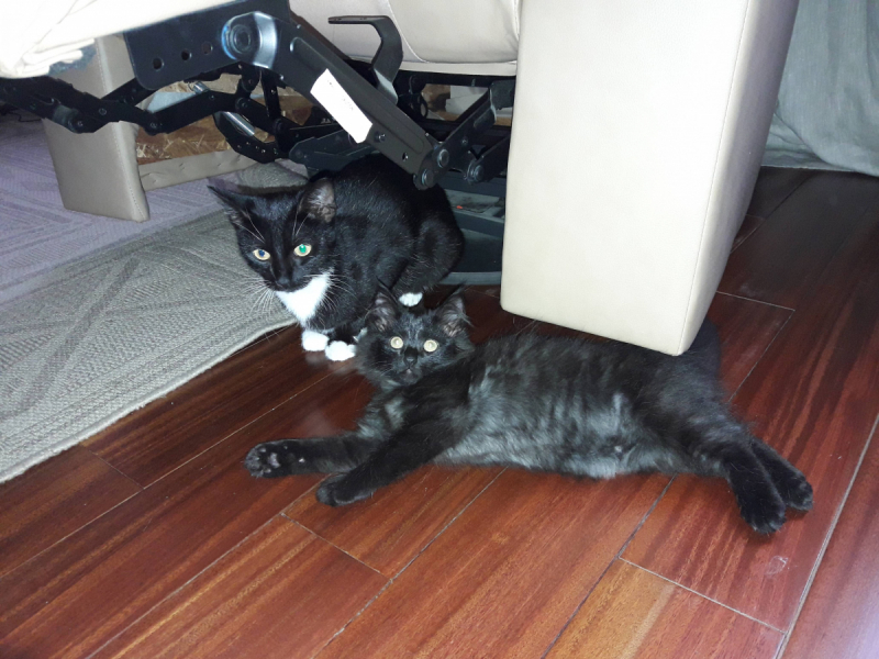 Кошки в нашей жизни. Кошки и все, что с ними связано.