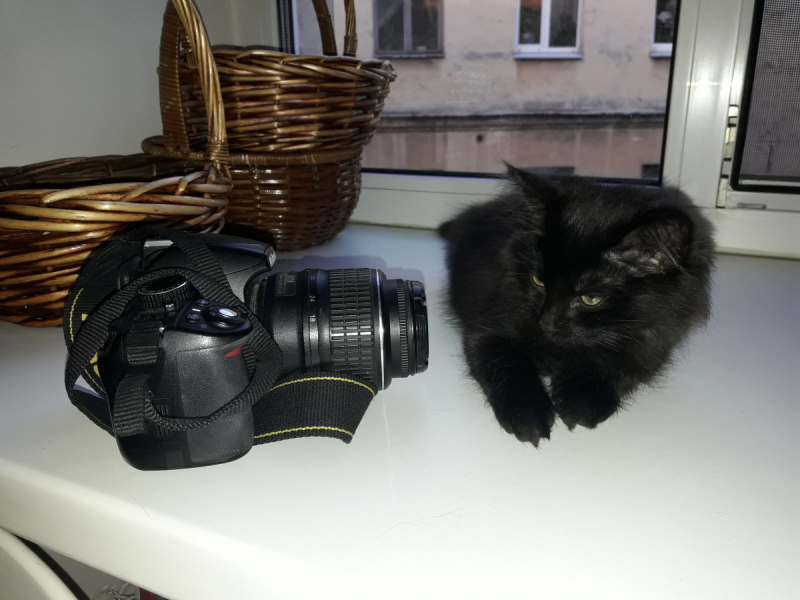 Кошки в нашей жизни. Кошки и все, что с ними связано.