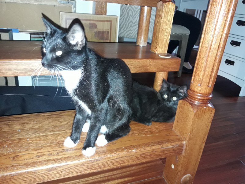 Кошки в нашей жизни. Кошки и все, что с ними связано.