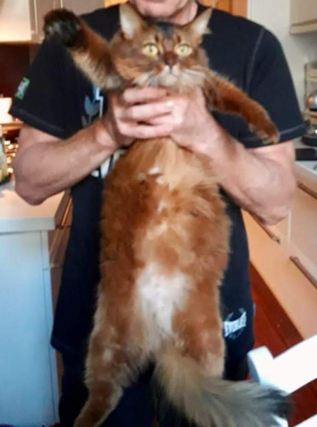 Кошки в нашей жизни. Кошки и все, что с ними связано.