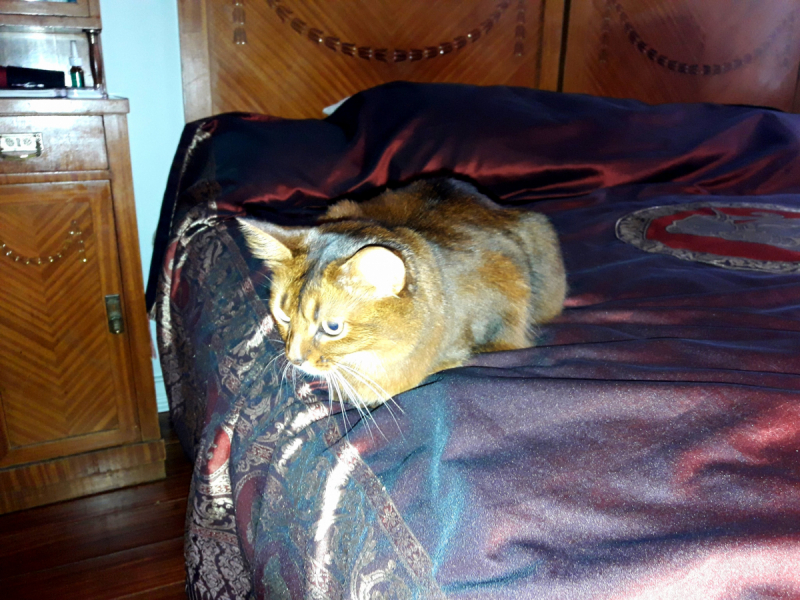 Кошки в нашей жизни. Кошки и все, что с ними связано.