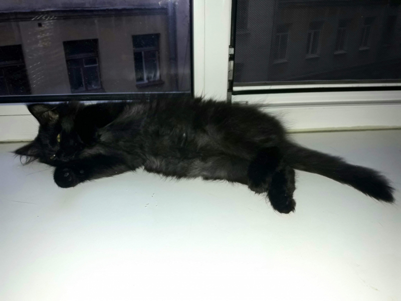 Кошки в нашей жизни. Кошки и все, что с ними связано.