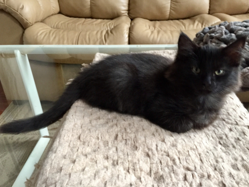 Кошки в нашей жизни. Кошки и все, что с ними связано.